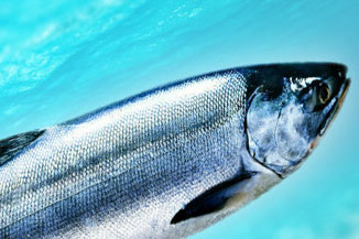 Распродажа красной рыбы!!!